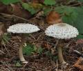 Macrolepiota_puellaris_bm5721