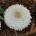 Macrolepiota_puellaris_bm5728