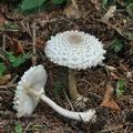 Macrolepiota_puellaris_bm5730