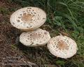 Macrolepiota_rhacodes_a7480