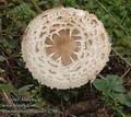 Macrolepiota_rhacodes_a7482