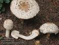 Macrolepiota_rhacodes_a7490