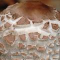 Macrolepiota_rhacodes_aj0834