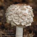 Macrolepiota_rhacodes_aj0841