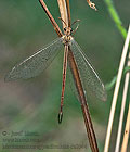 Macronemurus_appendiculatus_dz0544s