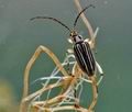 Macroplea_appendiculata_bv9160