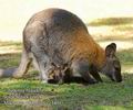 Macropus_rufogriseuse_e3401