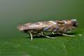 Macrosaccus_robiniella_co0645s