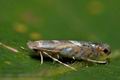 Macrosaccus_robiniella_co0869s