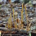 Macrotyphula_fistulosa_aj2825