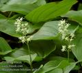 Maianthemum_bifolium_ab1645