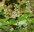 Maianthemum_bifolium_ab1649