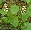 Maianthemum_bifolium_ab1654