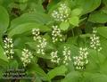 Maianthemum_bifolium_ab1660