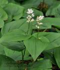 Maianthemum_bifolium_br8925