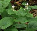 Maianthemum_bifolium_br8929