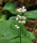 Maianthemum_bifolium_br8931