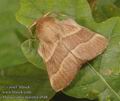 Malacosoma_neustria_a948