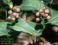 Maianthemum_bifolium_4850
