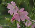 Malva_moschata_a815