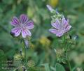 Malva_sylvestris_a3104