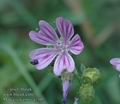 Malva_sylvestris_a3106