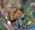 Maniola_jurtina_bg6689
