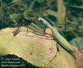 Mantis_religiosa_4251