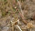 Mantis_religiosa_a6415