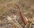 Mantis_religiosa_a6428