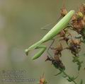 Mantis_religiosa_ac5554