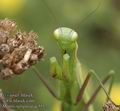 Mantis_religiosa_ac5557