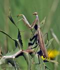 Mantis_religiosa_bu8810