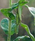 Mantis_religiosa_cf7114s