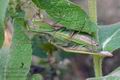 Mantis_religiosa_cf7194s