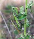 Mantis_religiosa_cf7243s