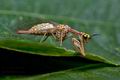 Mantispa_aphavexelte_jc5503s