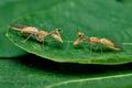 Mantispa_aphavexelte_jc6178s