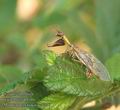 Mantispa_styriaca_ac1226