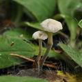 Marasmiellus_tricolor_bk2103