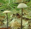 Marasmius_alliaceus_ac8588