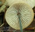 Marasmius_alliaceus_ac8595