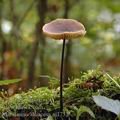 Marasmius_alliaceus_aj1752