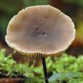 Marasmius_alliaceus_aj1756