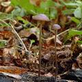 Marasmius_alliaceus_al9201