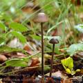 Marasmius_alliaceus_al9207