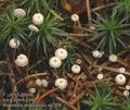 Marasmius_androsaceus_ab2738