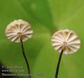 Marasmius_androsaceus_ab2742