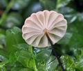 Marasmius_androsaceus_bv1136