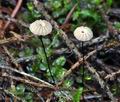 Marasmius_androsaceus_bv1142